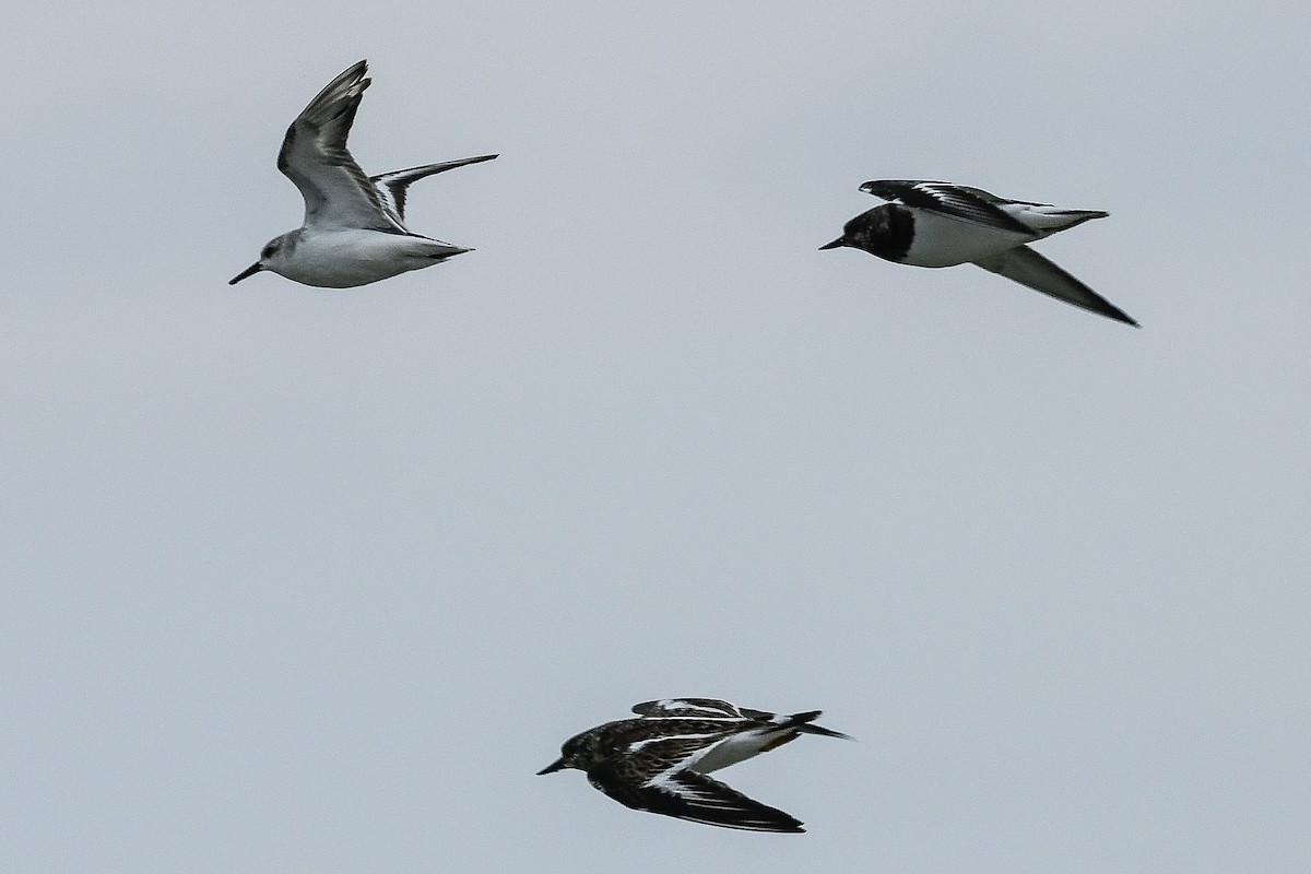 jespák písečný - ML646730366