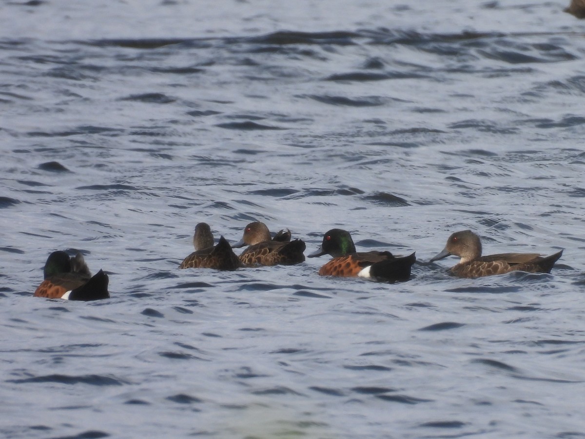 Chestnut Teal - ML646730367