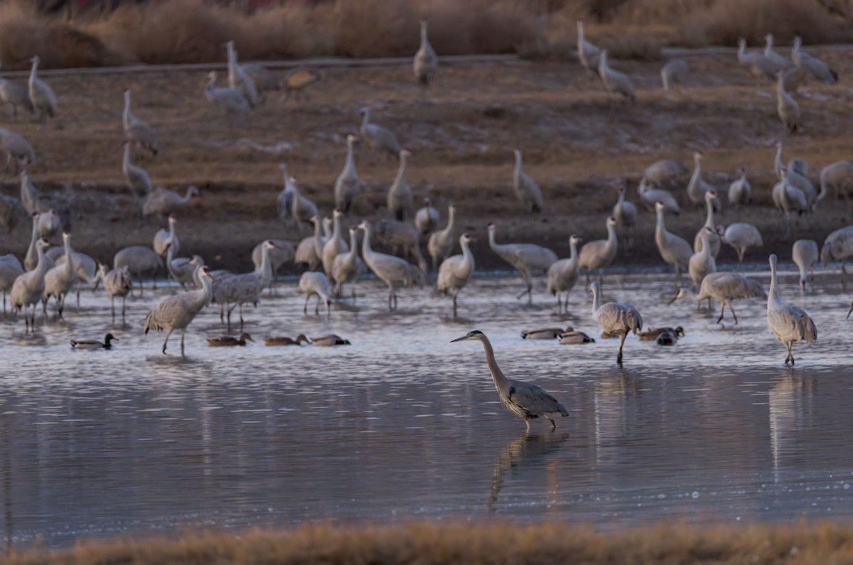 Great Blue Heron - ML646730368