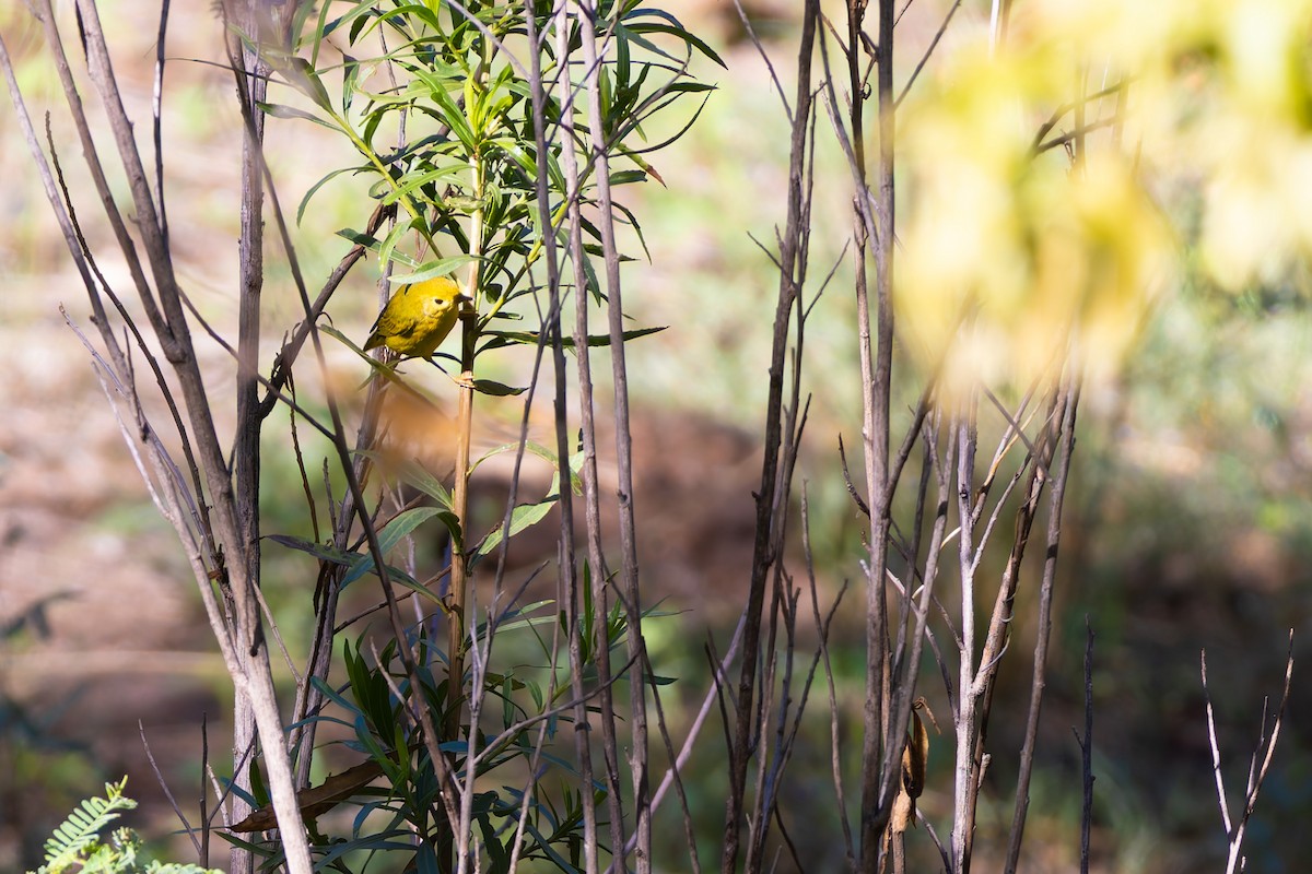 Northern Yellow Warbler - ML646730370