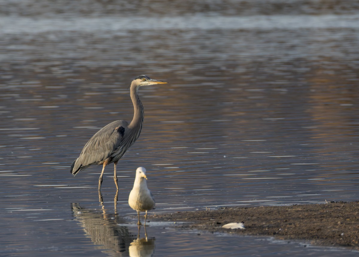 Great Blue Heron - ML646730371