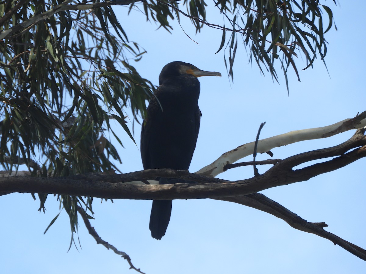 Great Cormorant - ML646730372