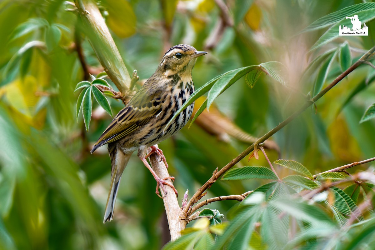 Olive-backed Pipit - ML646730376