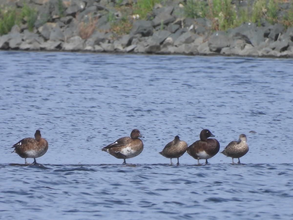 Hardhead - ML646730378