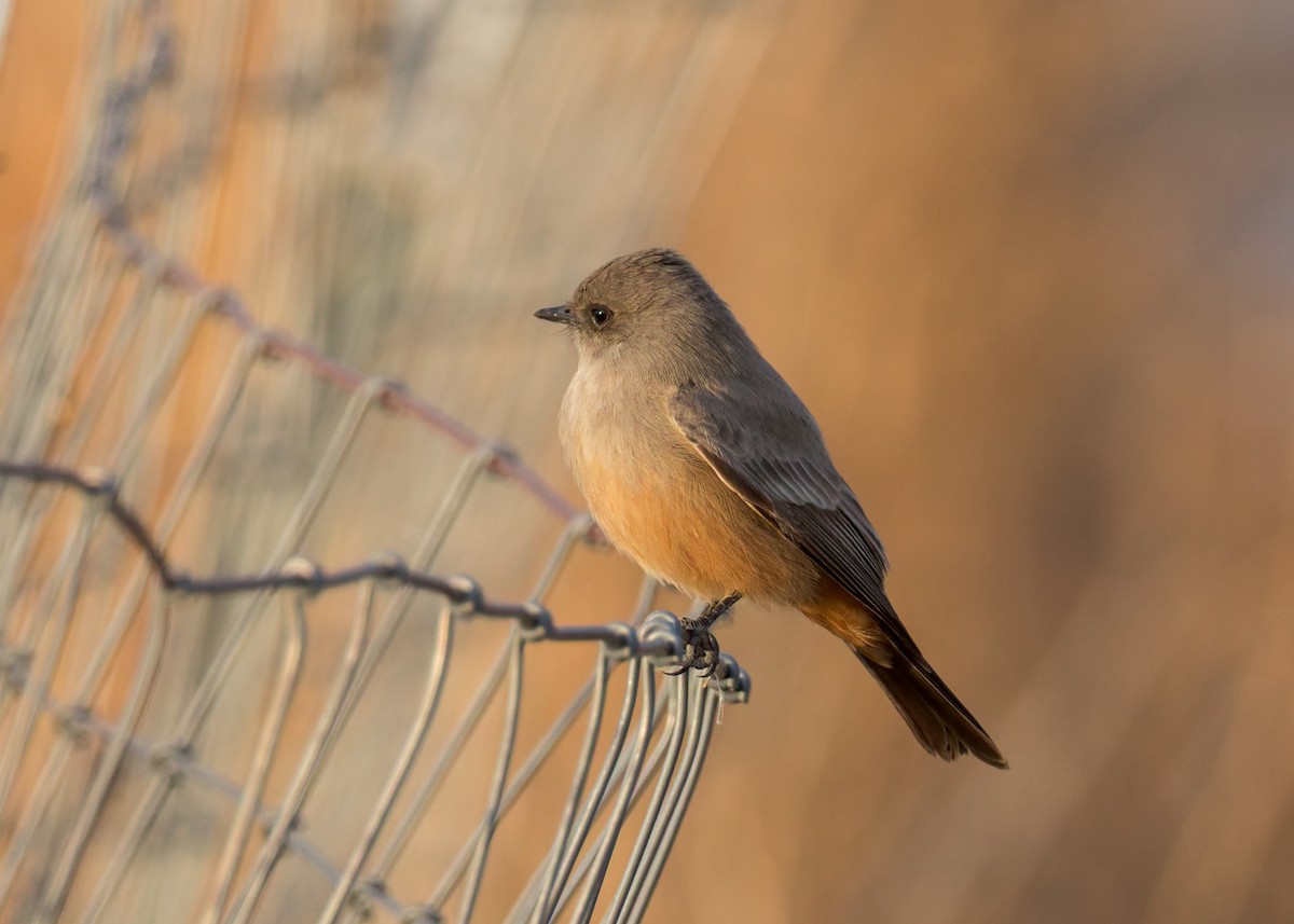 Say's Phoebe - ML646730380
