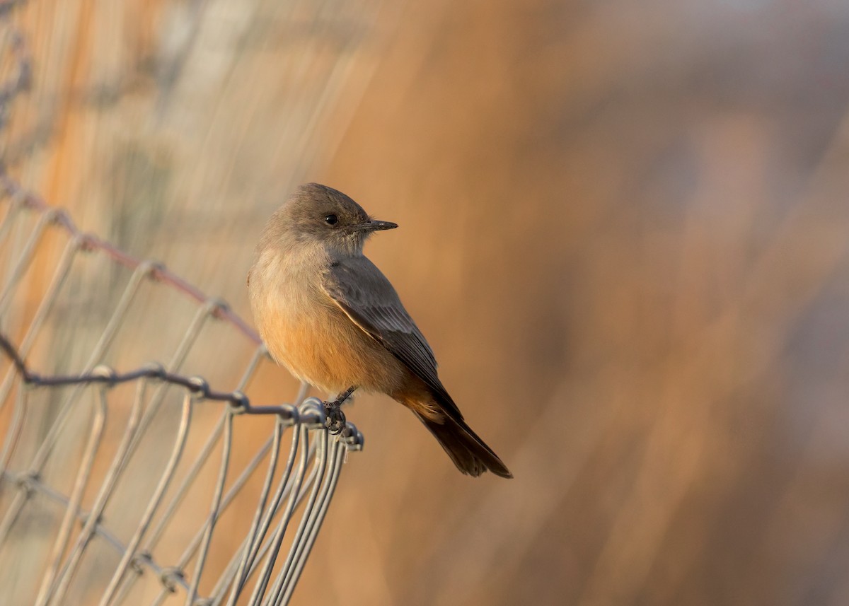 Say's Phoebe - ML646730381