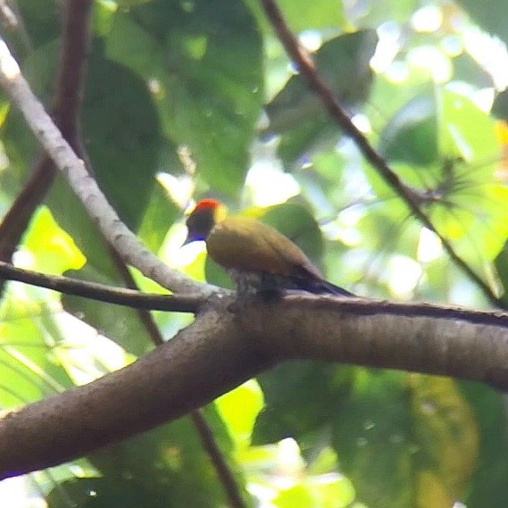 Жовна мала - ML646730389