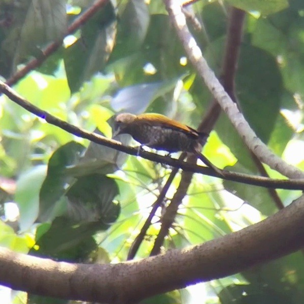 Жовна мала - ML646730390