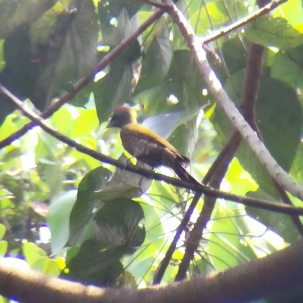 Жовна мала - ML646730391