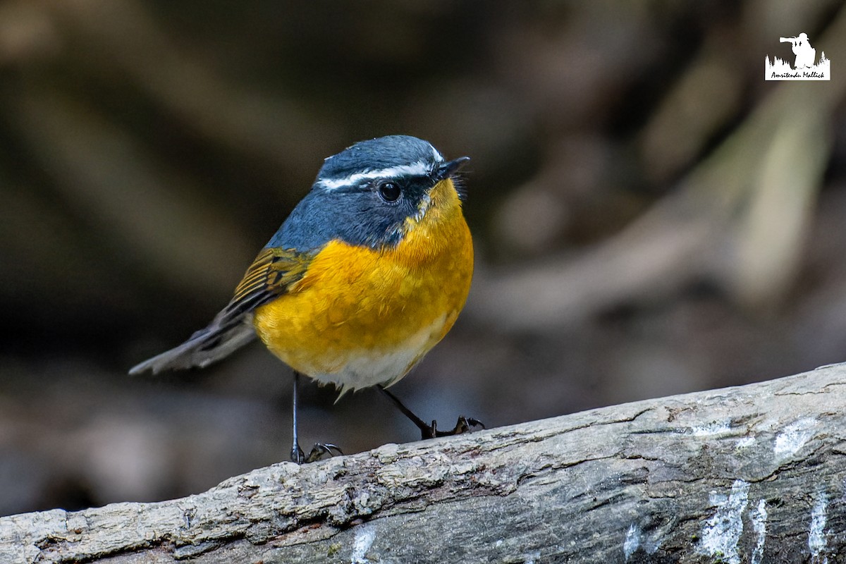 White-browed Bush-Robin - ML646730392