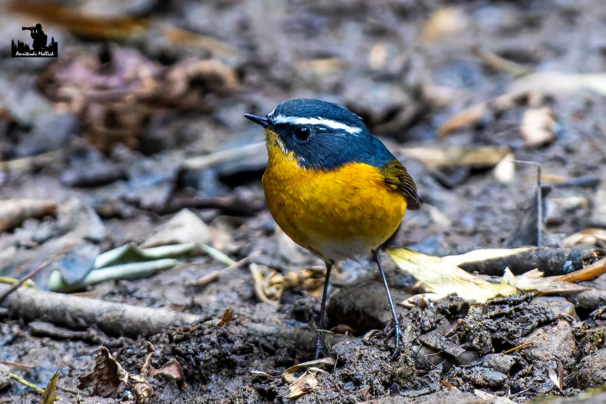 White-browed Bush-Robin - ML646730401