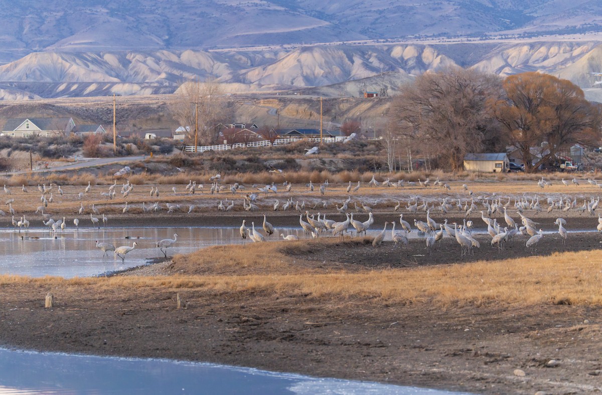 Sandhill Crane - ML646730408