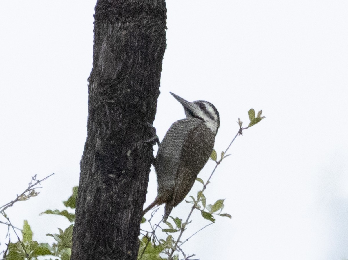 Bearded Woodpecker - ML646730416