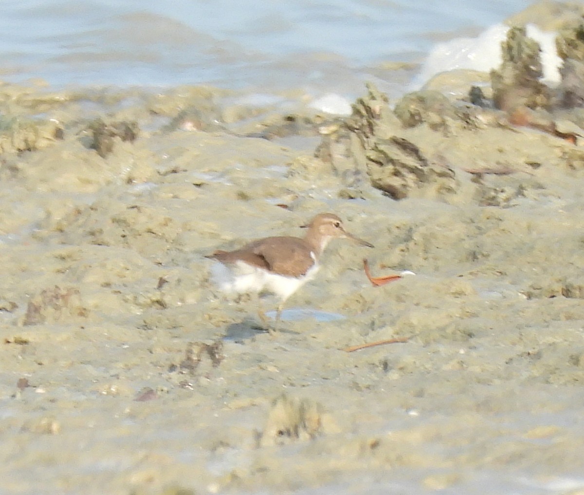 Common Sandpiper - ML646730417