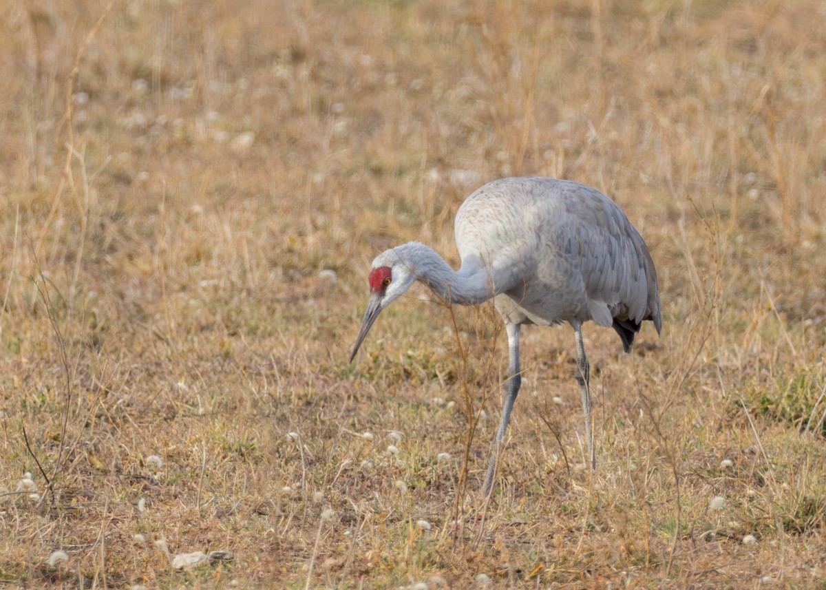 Sandhill Crane - ML646730418