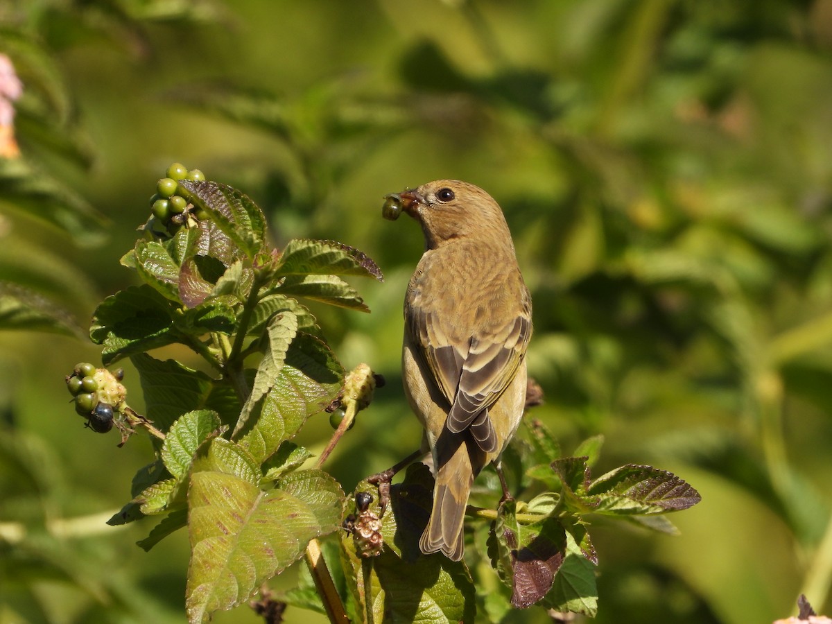 Common Rosefinch - ML646730421