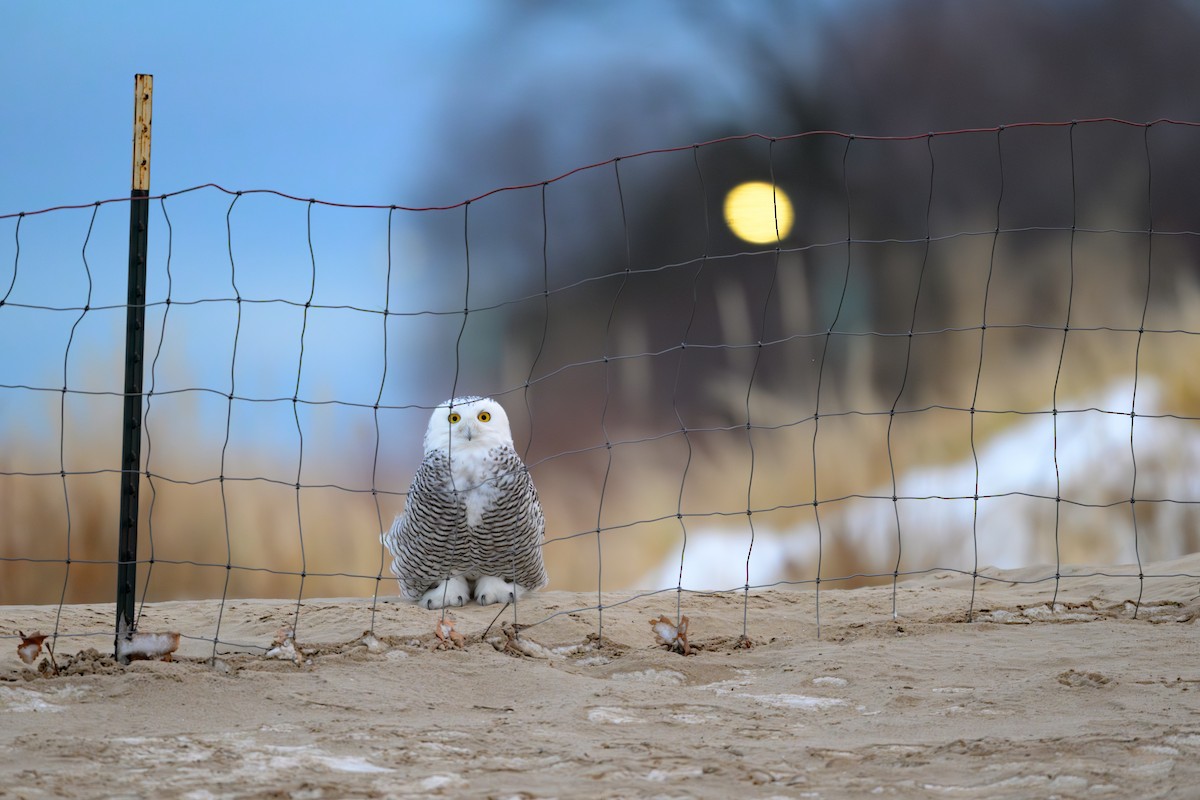 Snowy Owl - ML646730423