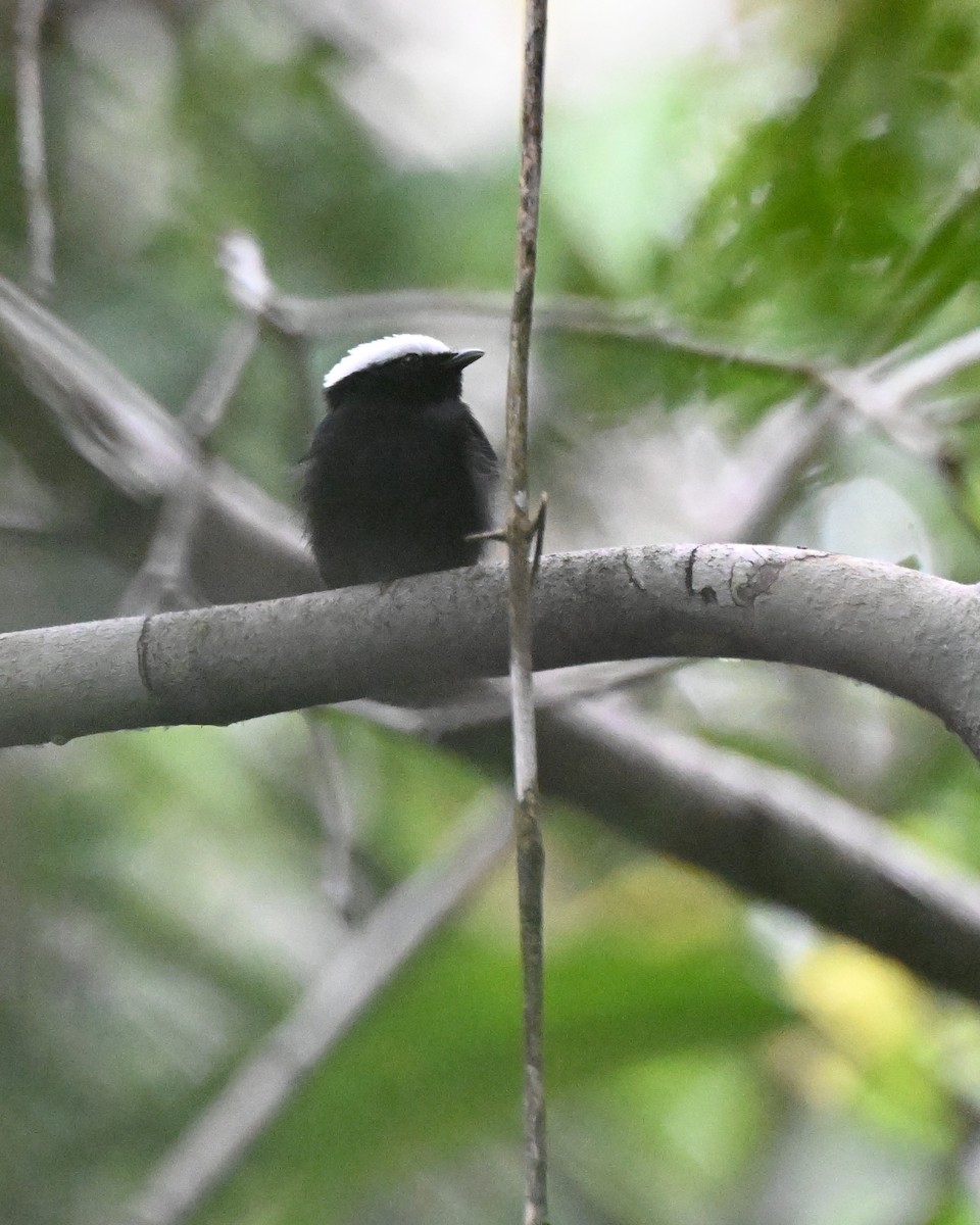 hvitkronemanakin (pipra) - ML646730424