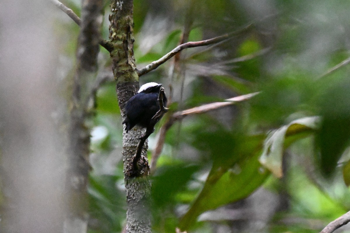 hvitkronemanakin (pipra) - ML646730425