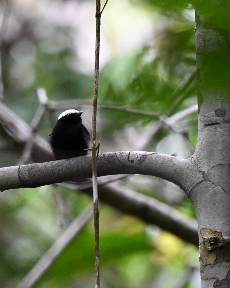 hvitkronemanakin (pipra) - ML646730426