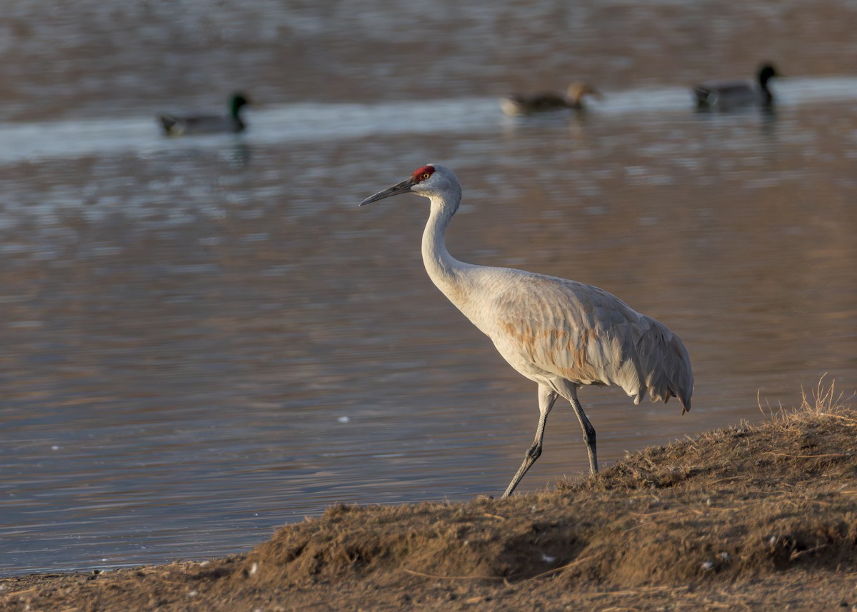 Sandhill Crane - ML646730427