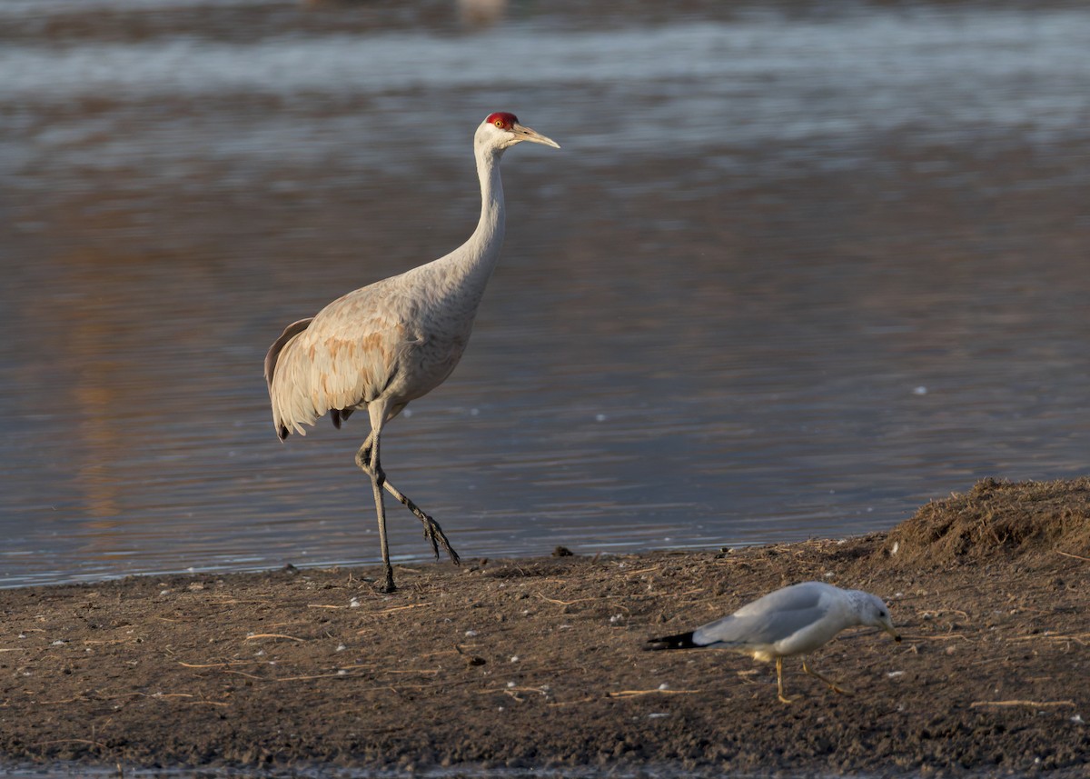 Sandhill Crane - ML646730428