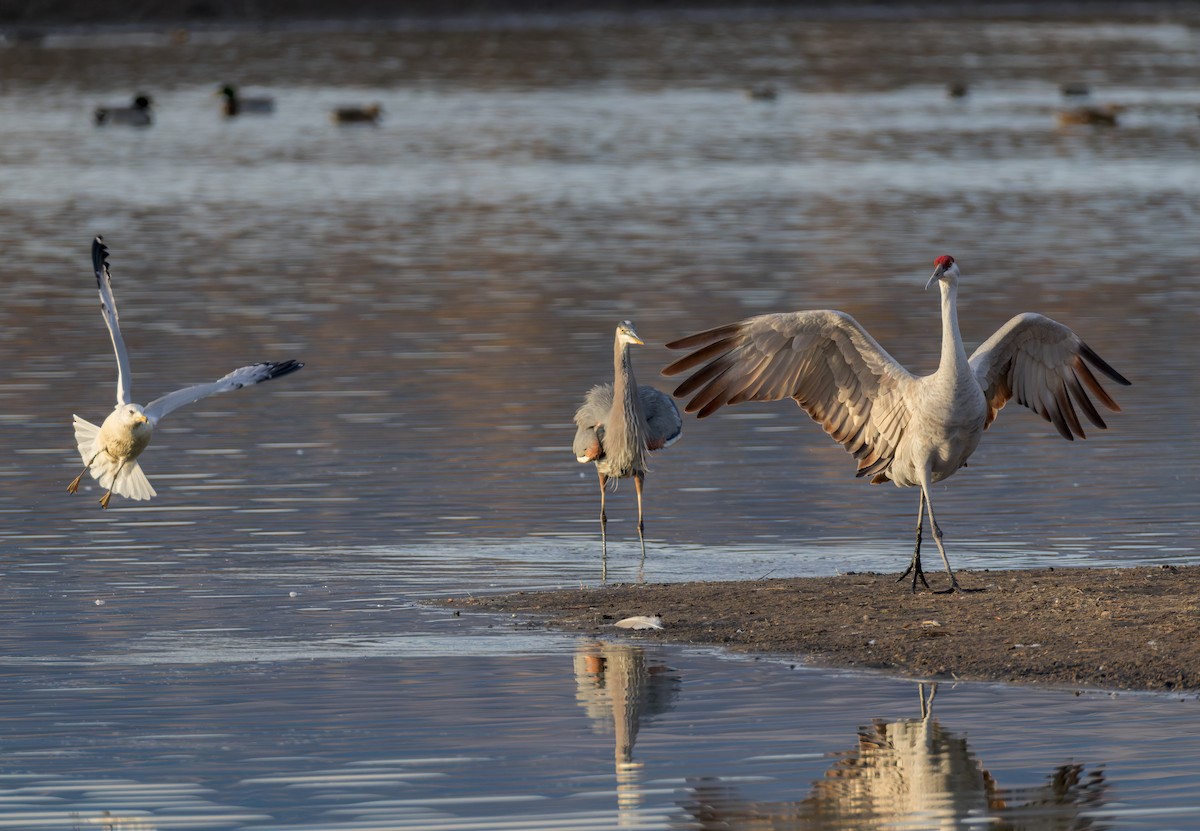 Sandhill Crane - ML646730430