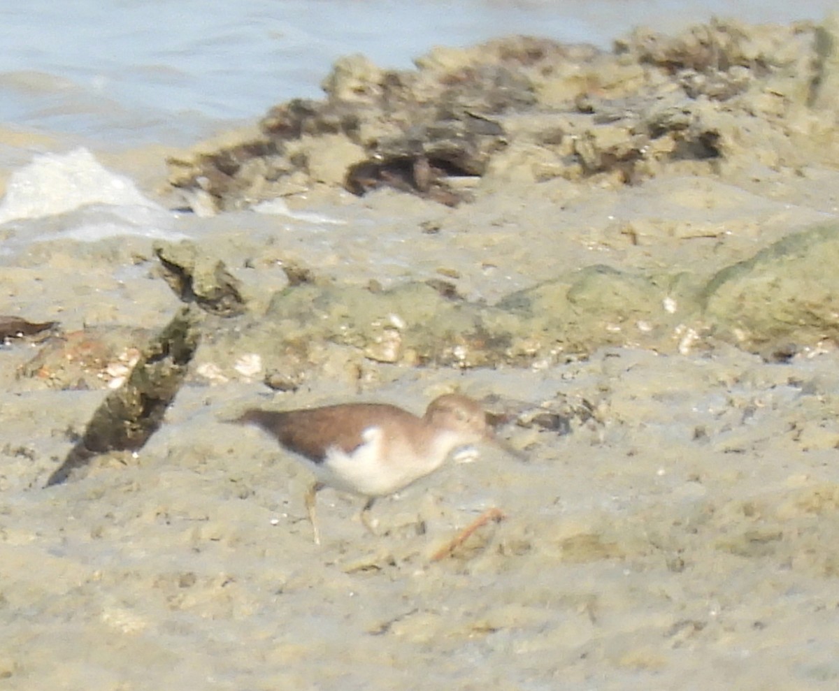 Common Sandpiper - ML646730431