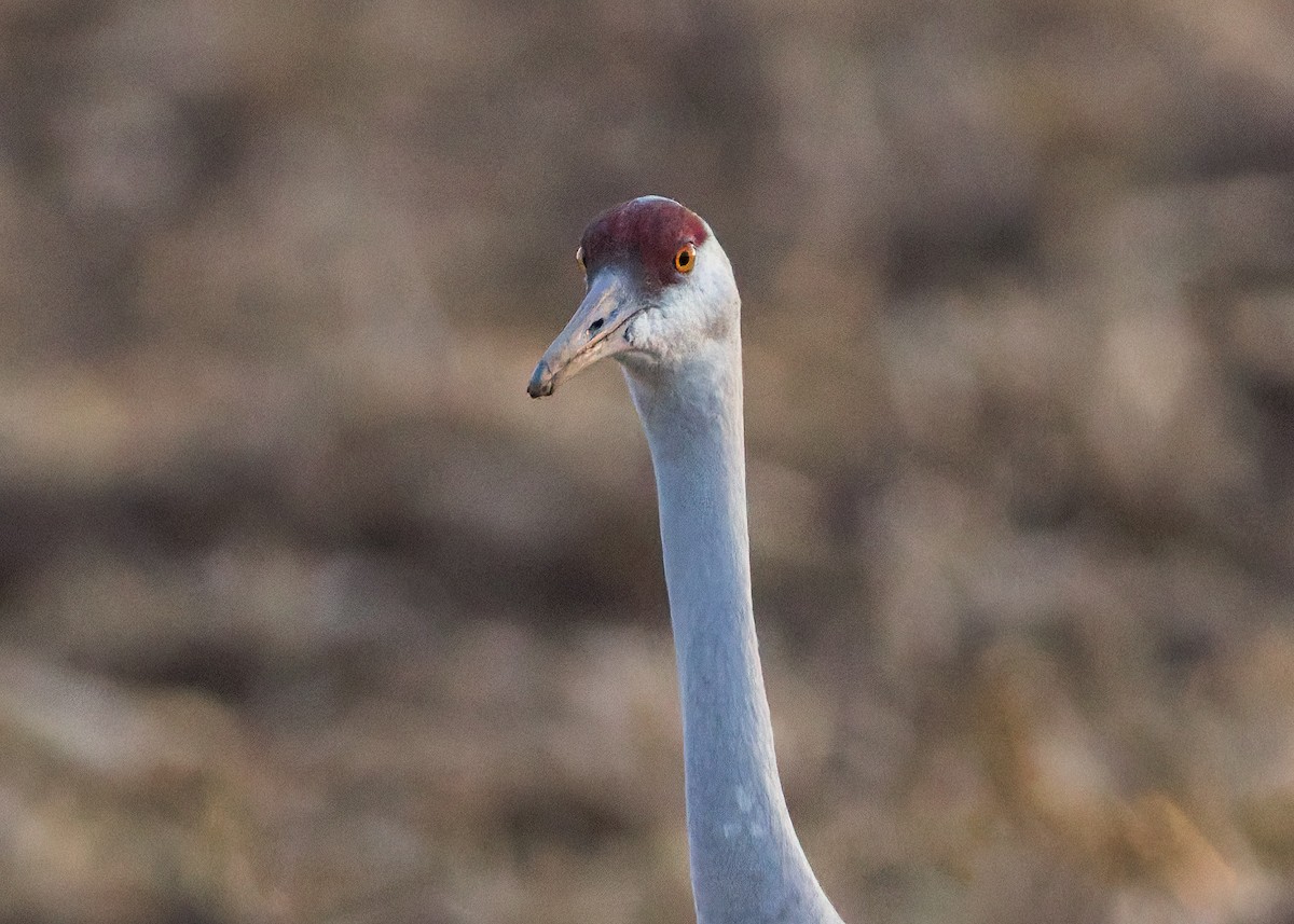 Sandhill Crane - ML646730433