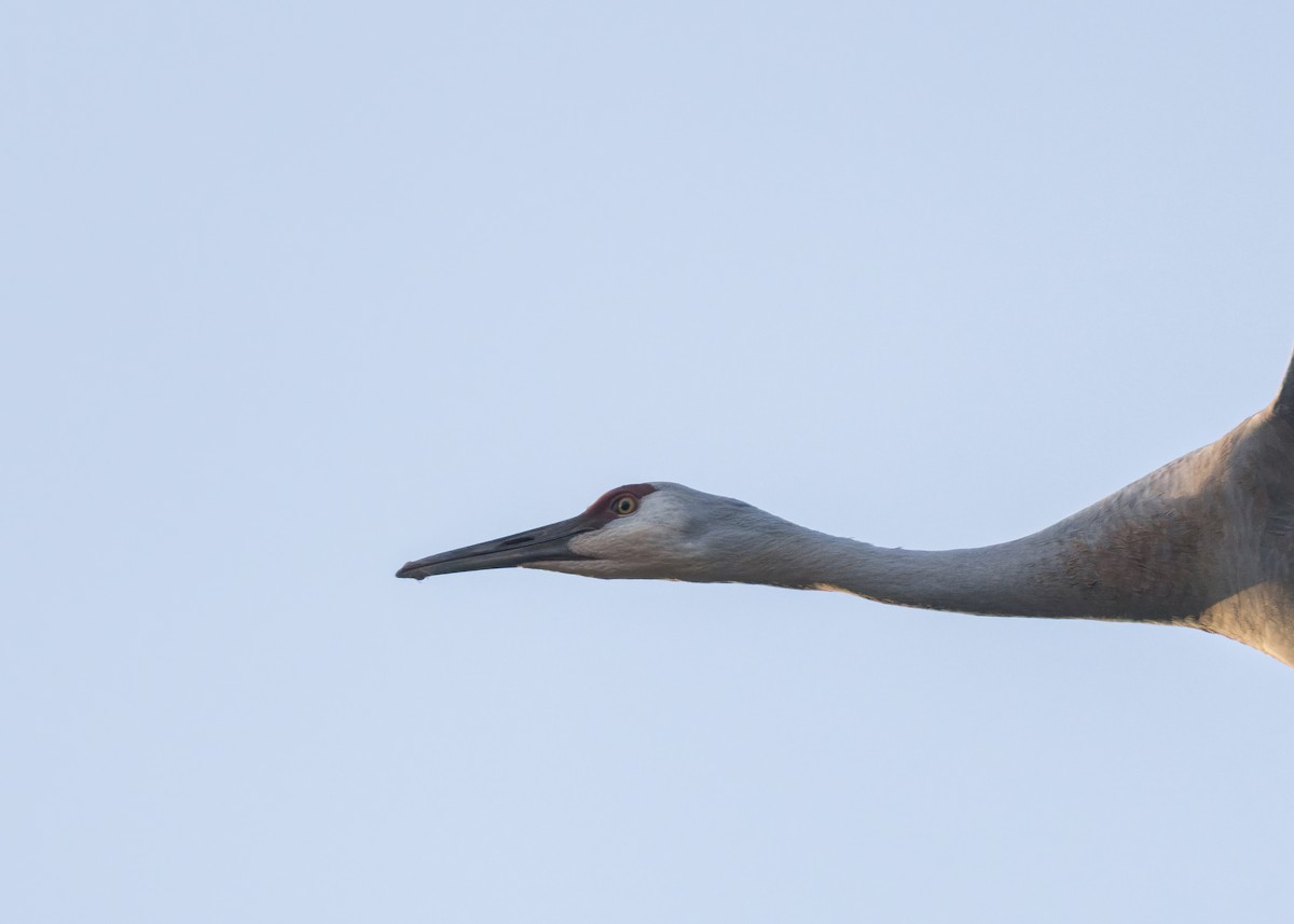 Kanadakranich - ML646730434