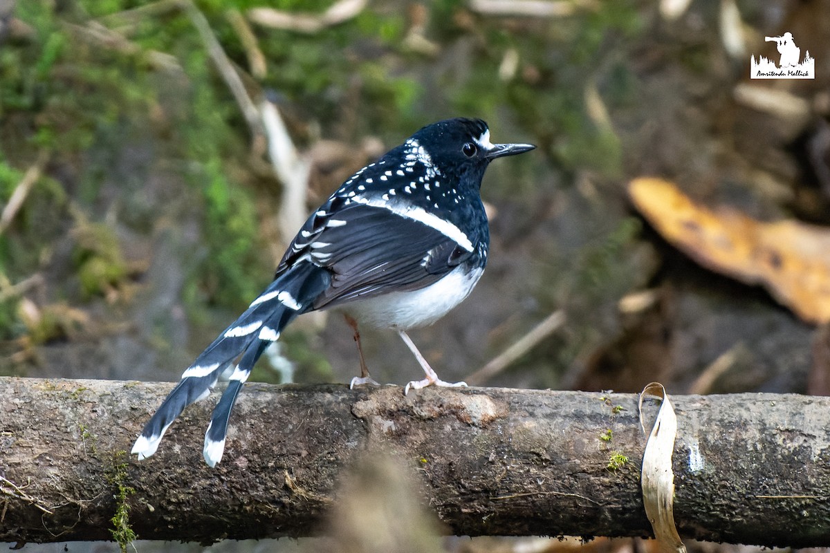 Spotted Forktail - ML646730438