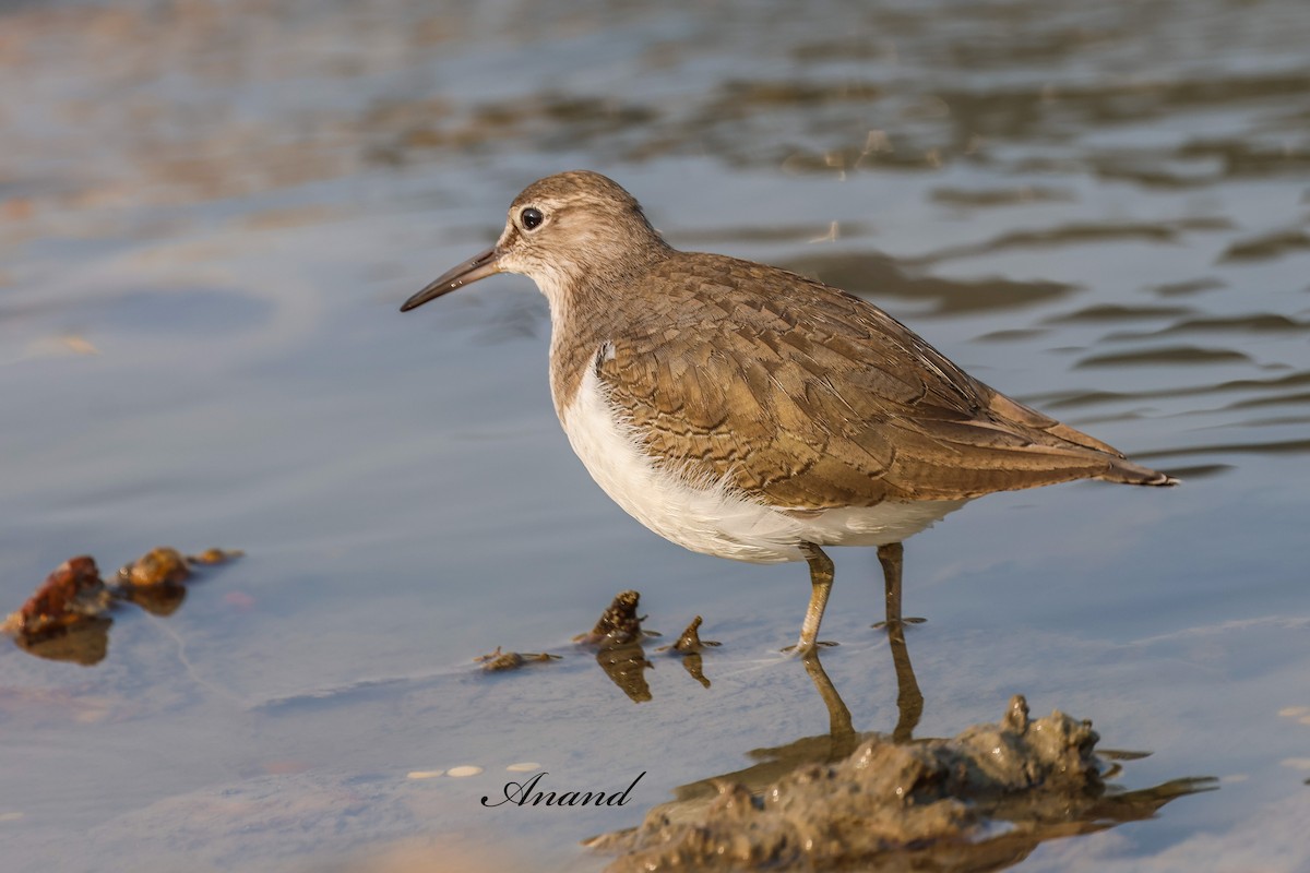Chevalier guignette - ML646730442