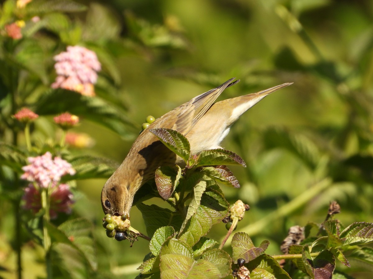 Common Rosefinch - ML646730445