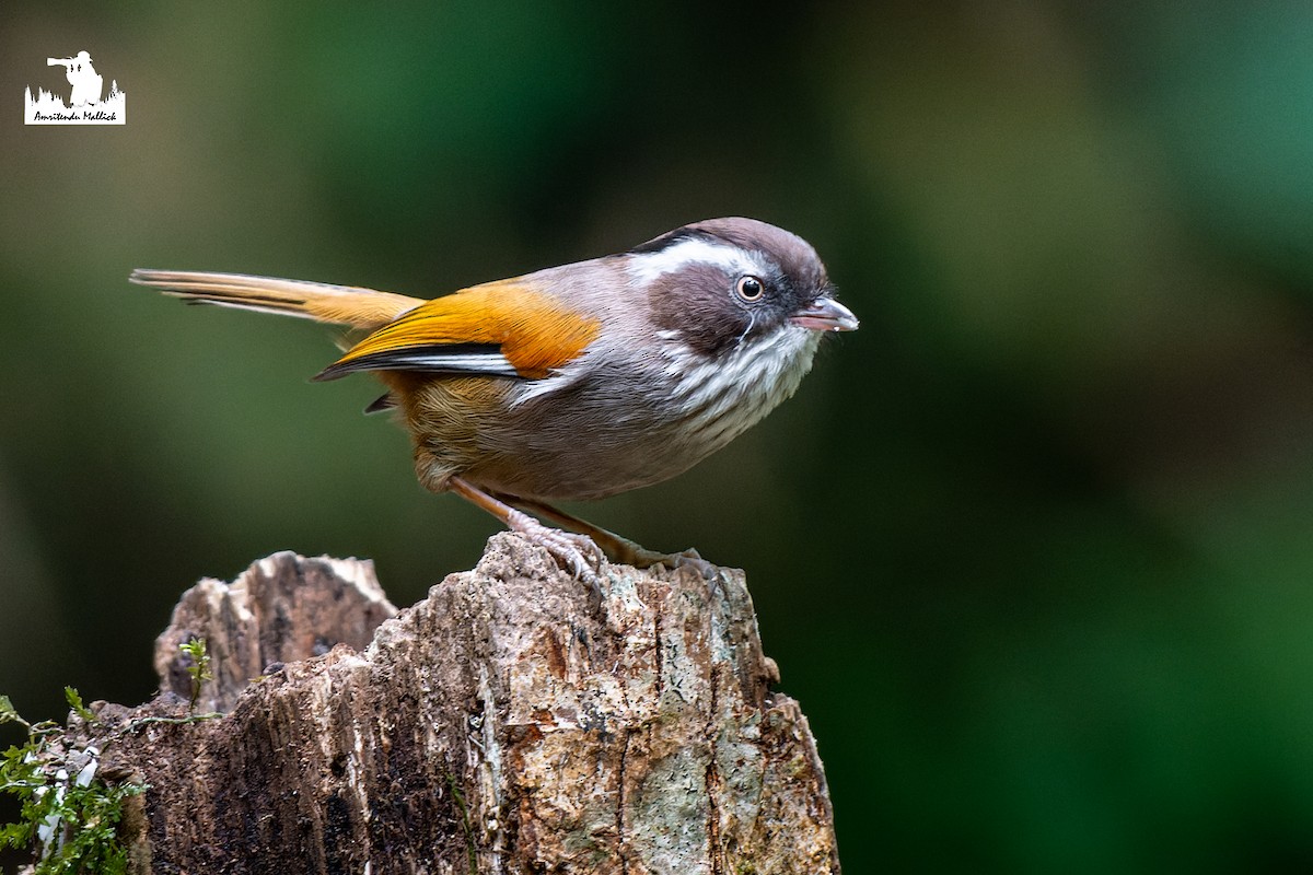 White-browed Fulvetta - ML646730446