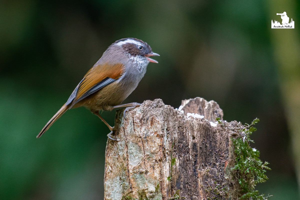 White-browed Fulvetta - ML646730447