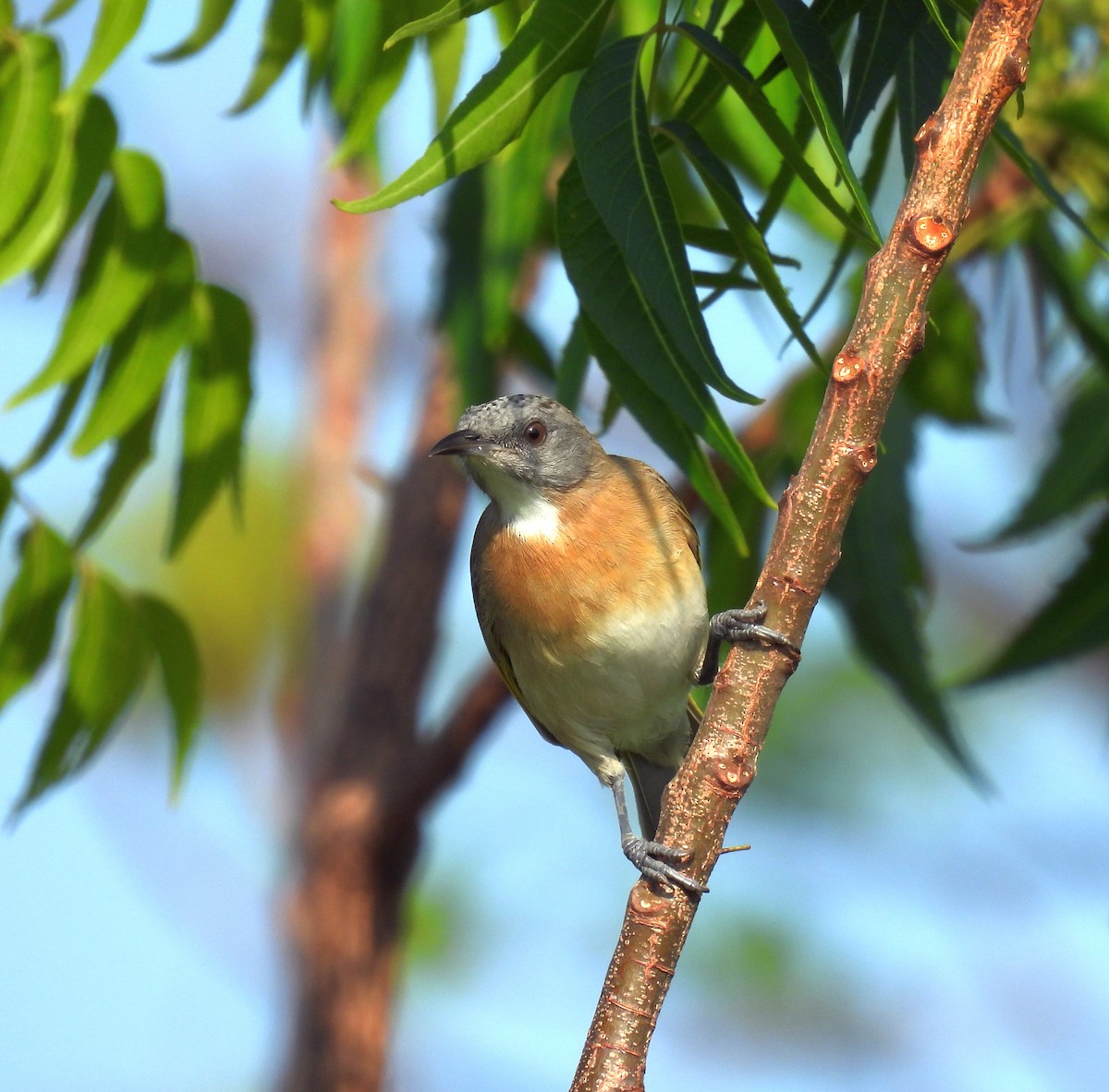Rufous-banded Honeyeater - ML646730448