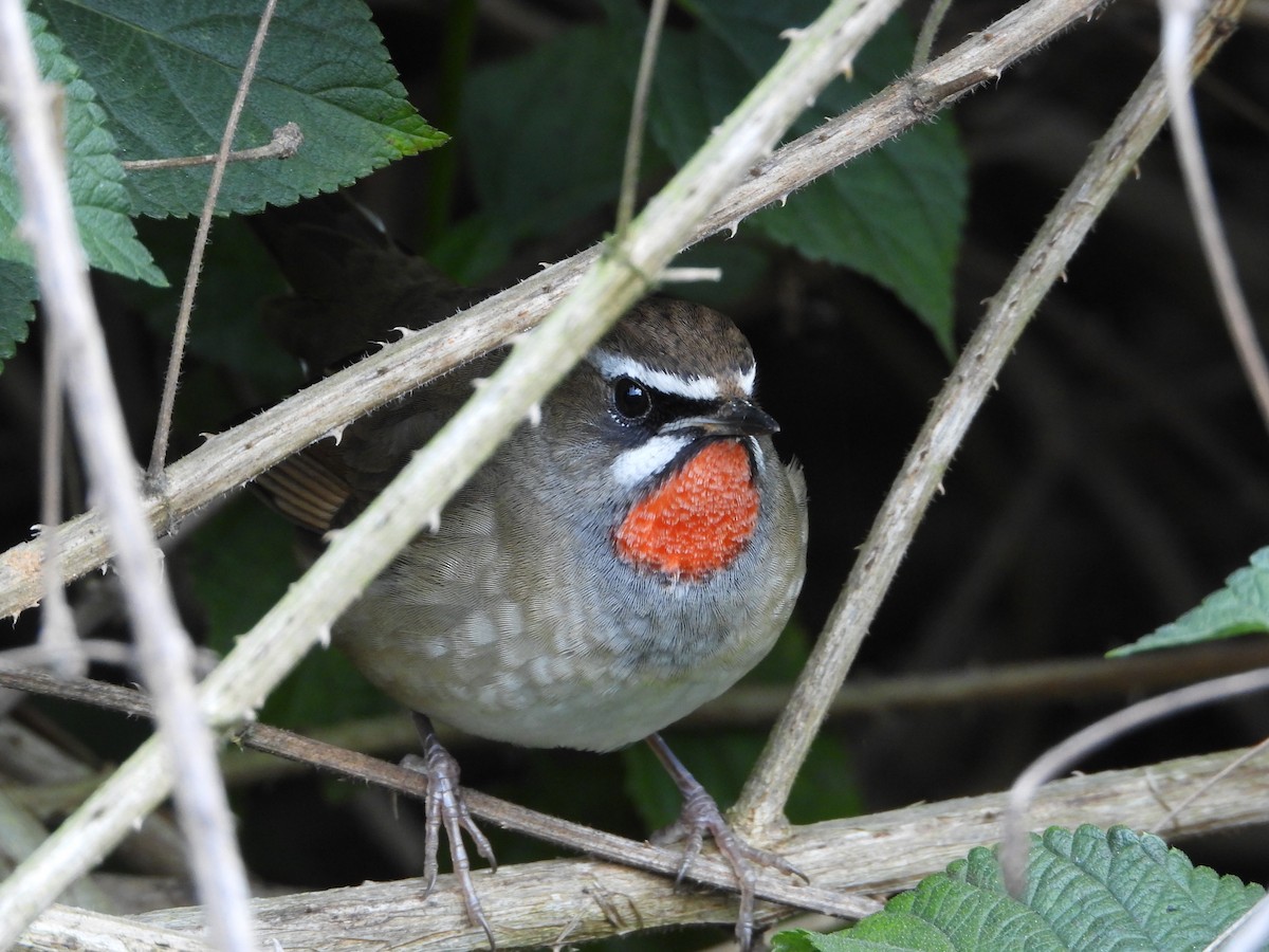 Ruiseñor Calíope - ML646730456