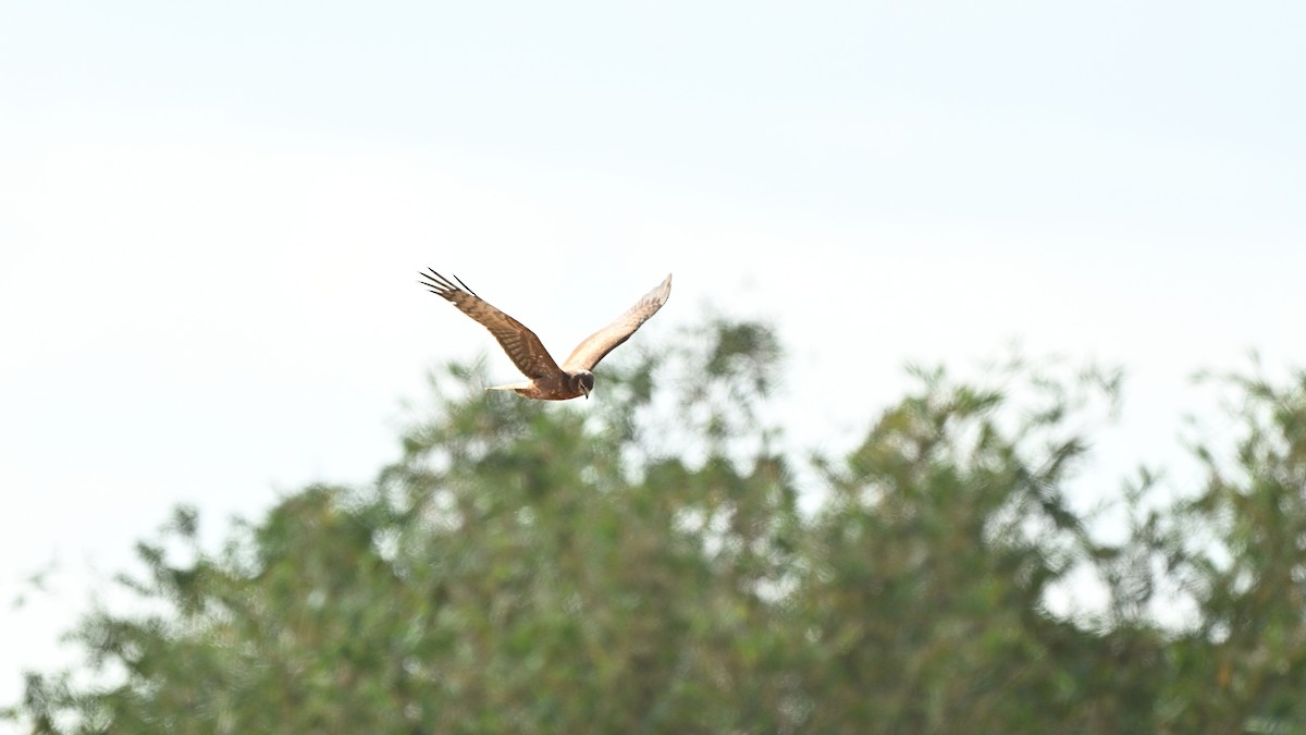 Aguilucho Pío - ML646730460