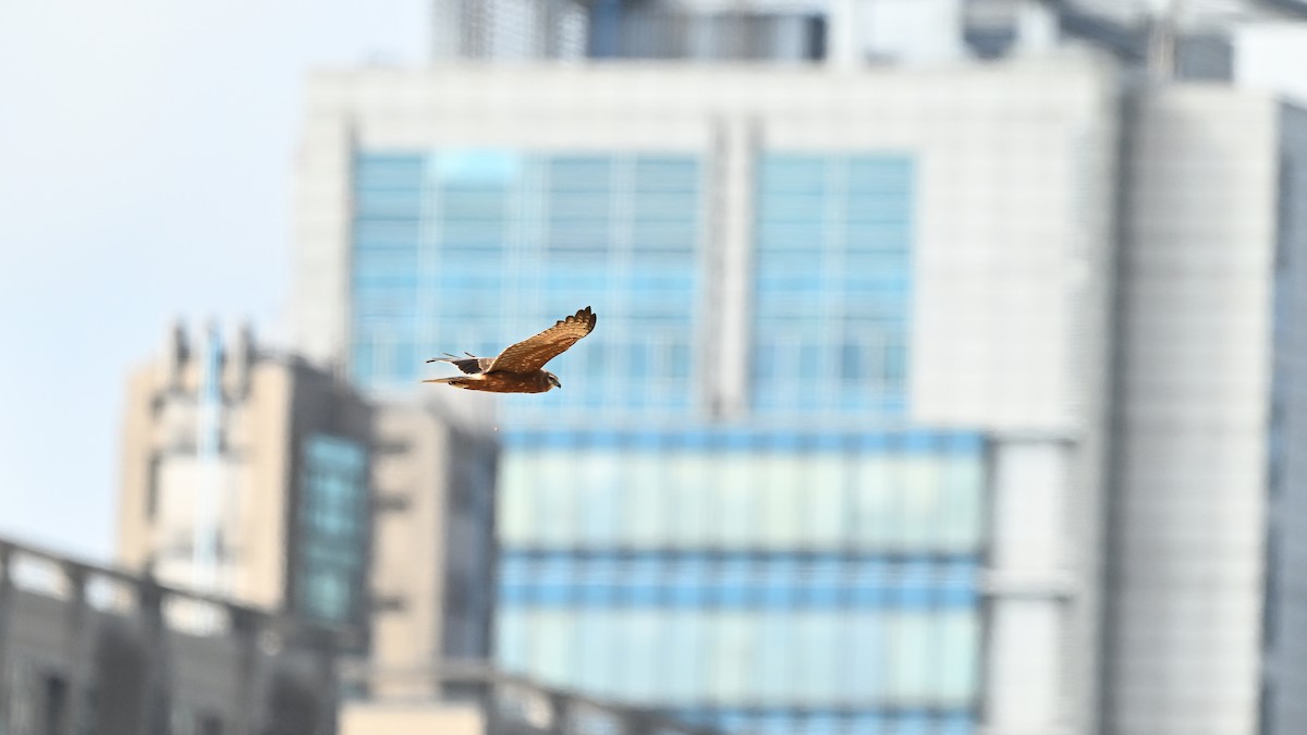 Aguilucho Pío - ML646730461