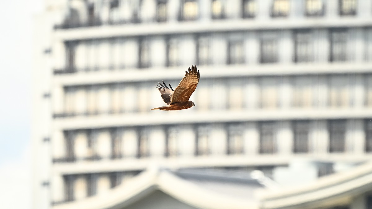 Aguilucho Pío - ML646730462