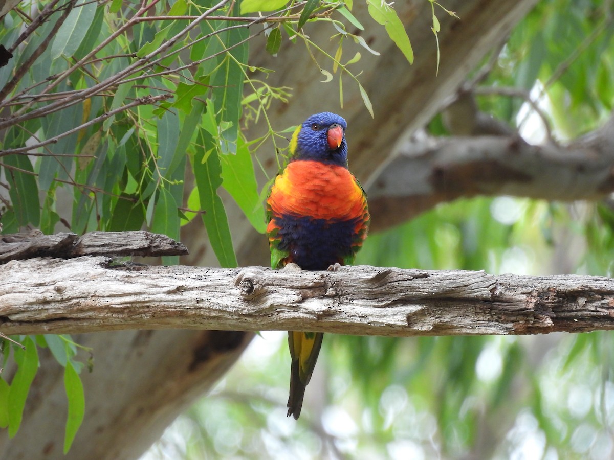 Lori Arcoiris - ML646730463