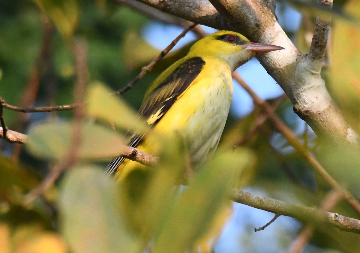 Indian Golden Oriole - ML646730467