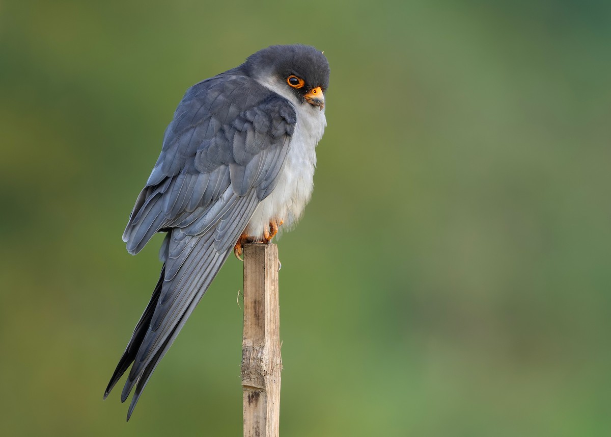 amurfalk - ML646730469