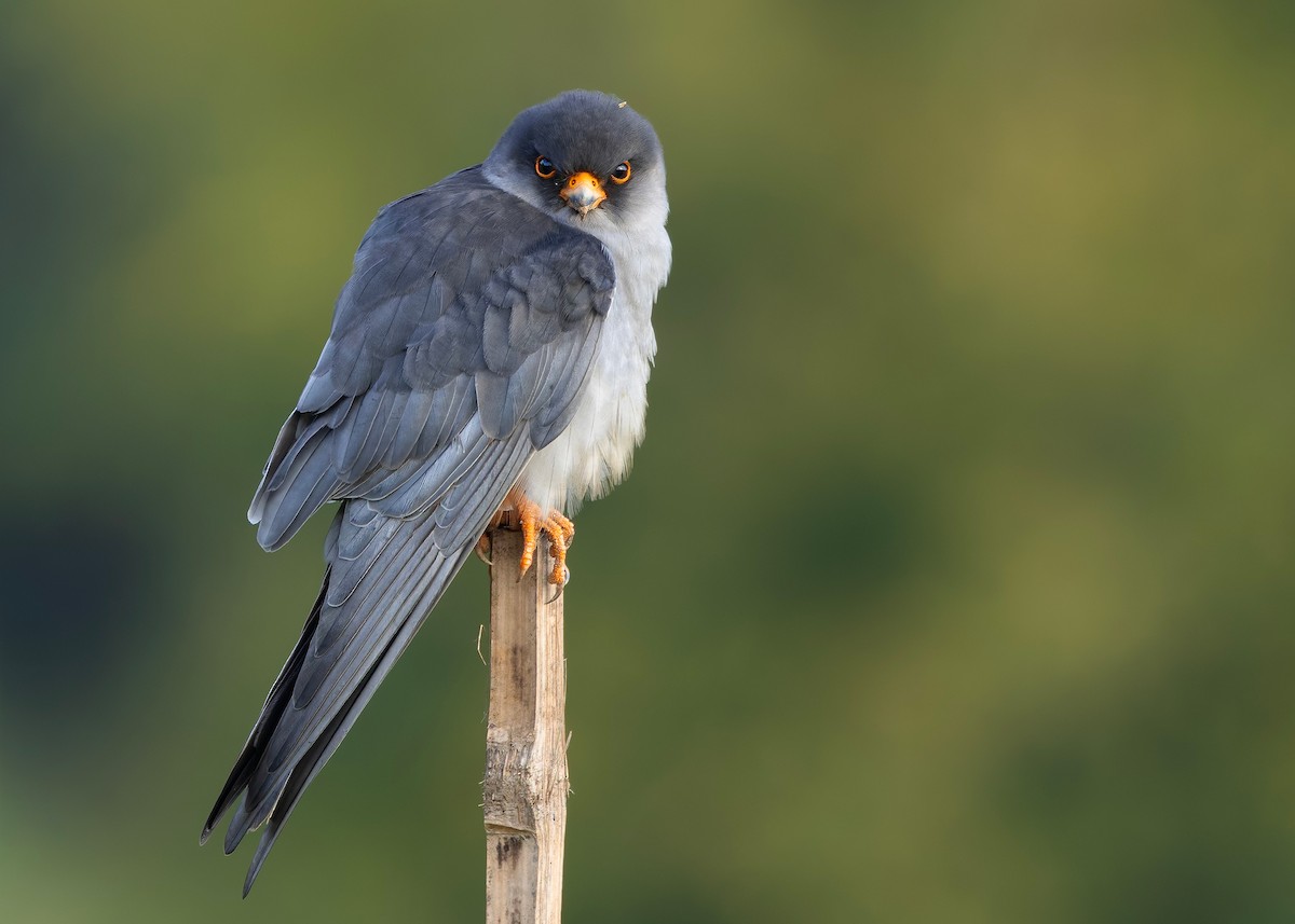 amurfalk - ML646730470