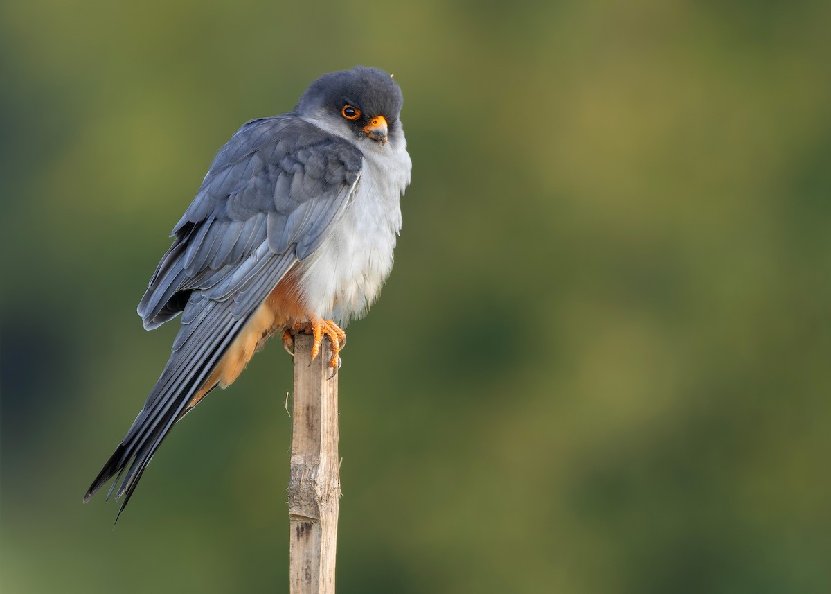 amurfalk - ML646730473