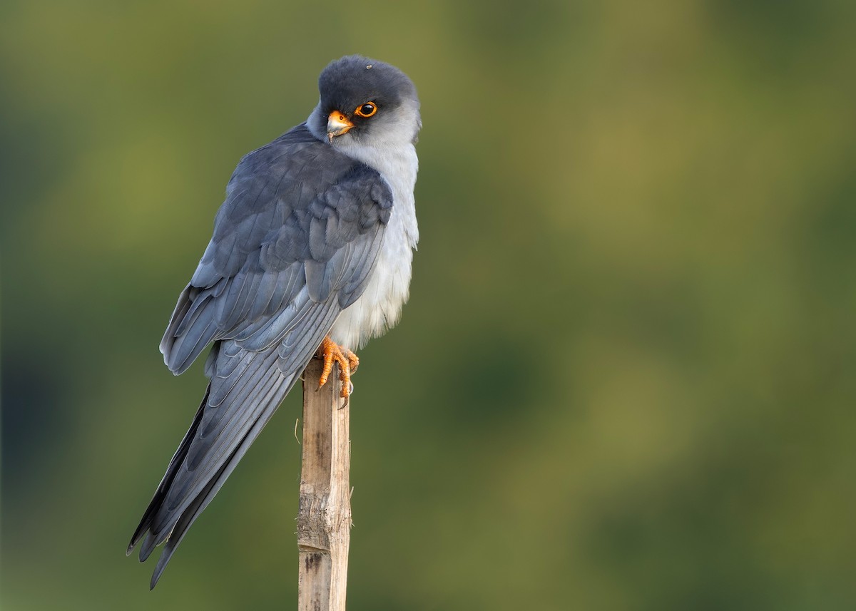 amurfalk - ML646730476