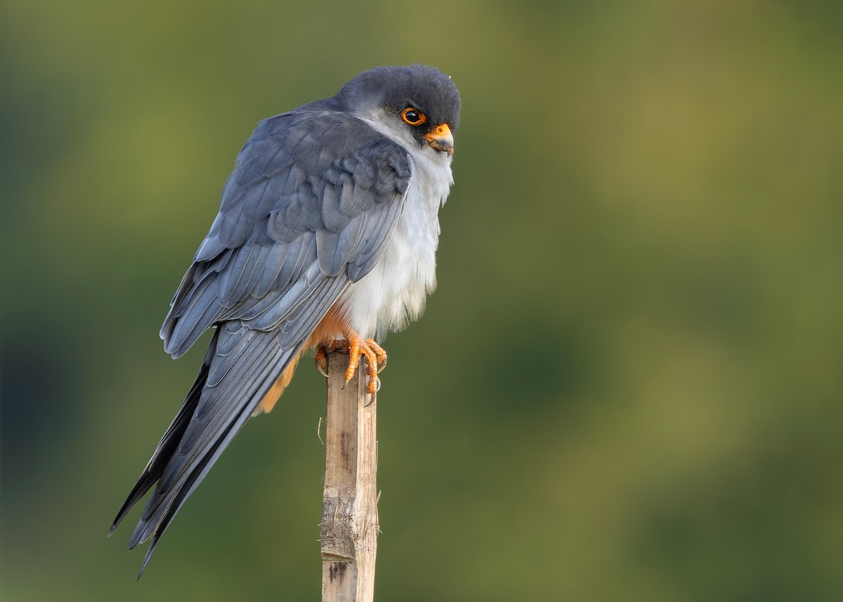 amurfalk - ML646730481