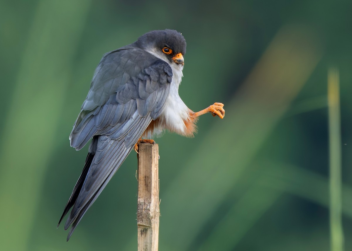 amurfalk - ML646730484