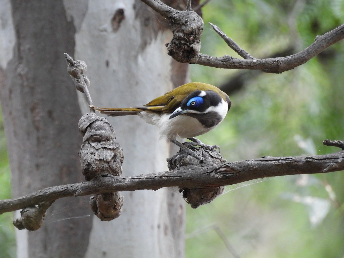 Mielero Cariazul (Cariazul) - ML646730487