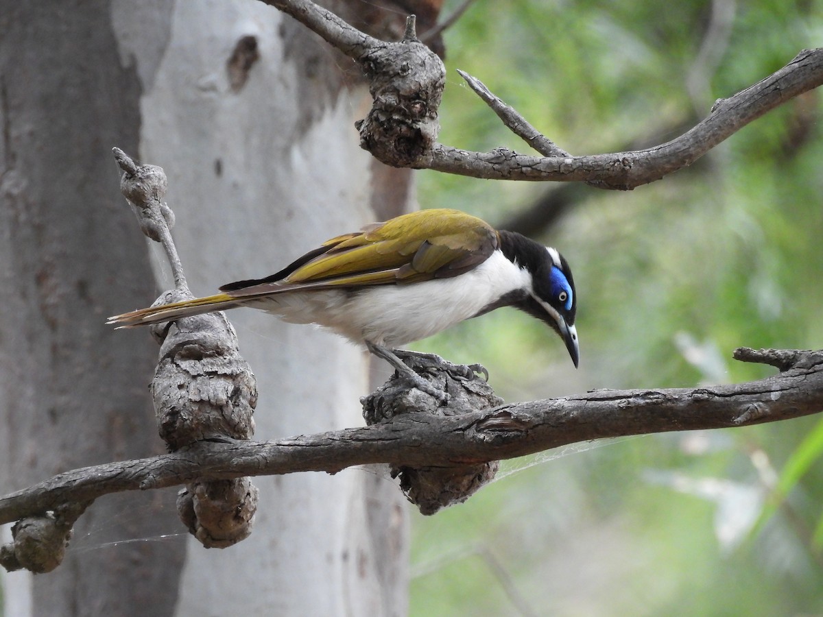 Mielero Cariazul (Cariazul) - ML646730488